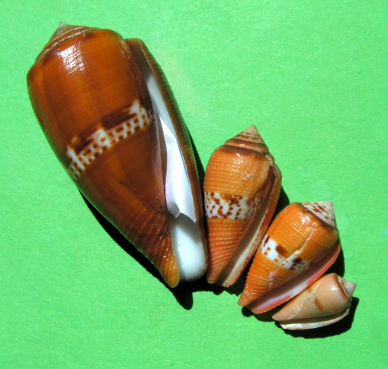 Conidae Conus (Rubroconus) coccineus   Gmelin, 1791 C_cocc11