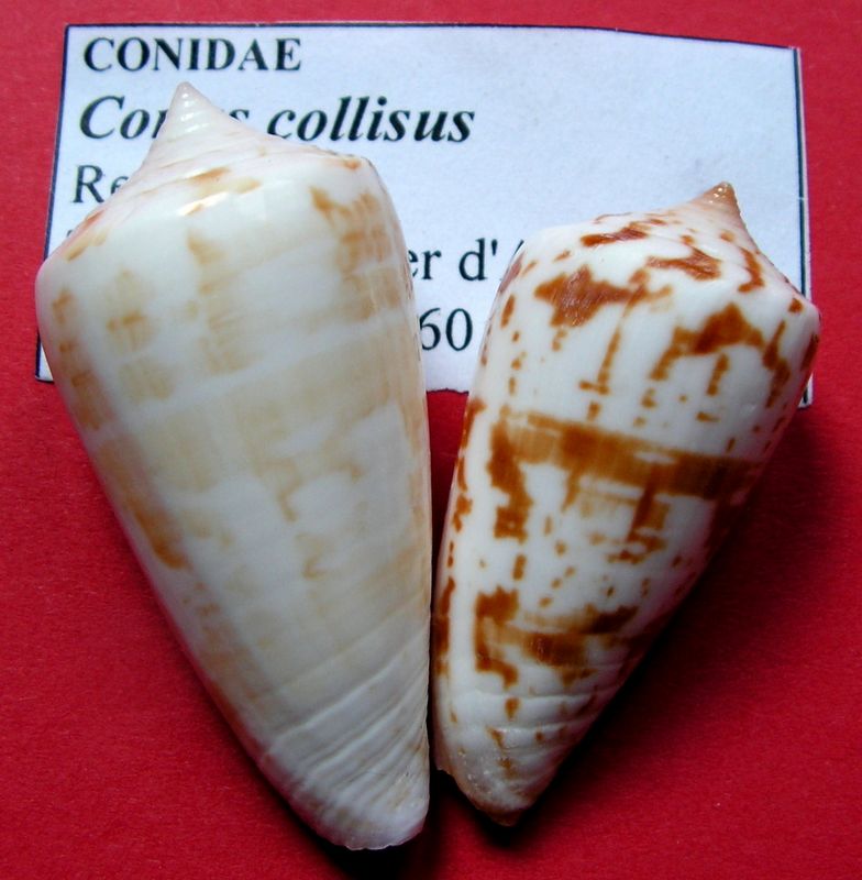 Conus (Phasmoconus) collisus  Reeve, 1849 C_coll10