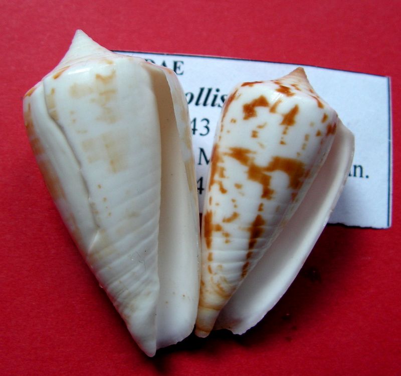 Conus (Phasmoconus) collisus  Reeve, 1849 C_coll11