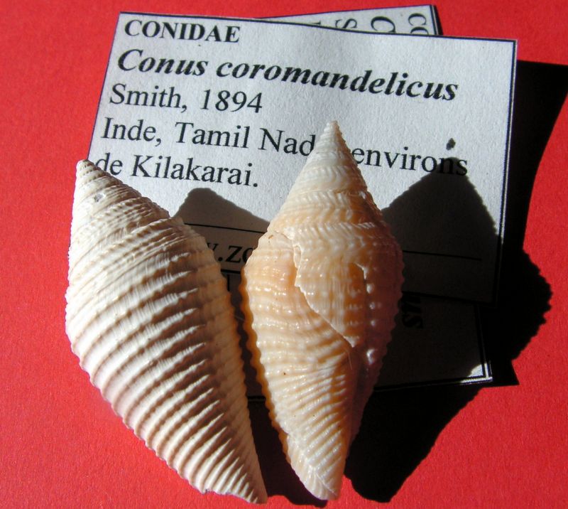 Conasprella (Pseudoconorbis) coromandelica (E. A. Smith, 1894) C_coro13