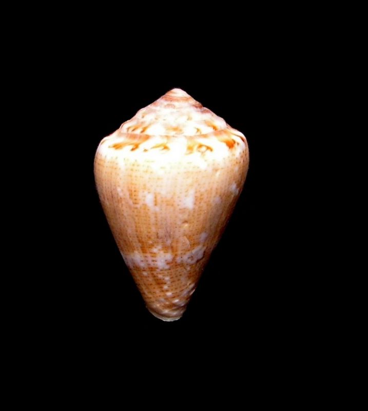 Conus (Lautoconus) desidiosus  A. Adams, 1853 C_desi10