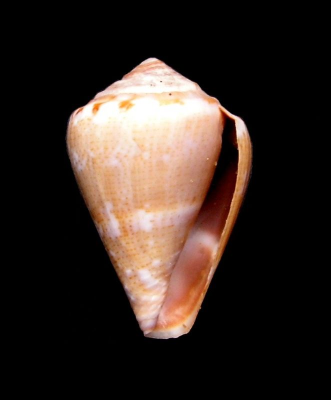 Conus (Lautoconus) desidiosus  A. Adams, 1853 C_desi12