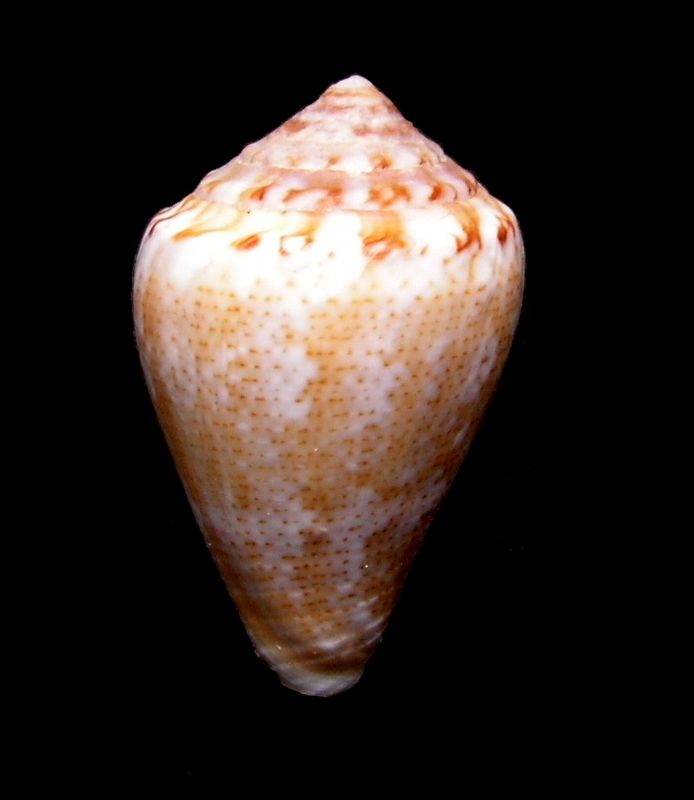 Conus (Lautoconus) desidiosus  A. Adams, 1853 C_desi13