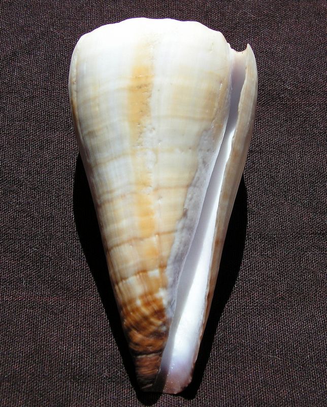 Conidae Conus (Fraterconus) distans   Hwass in Bruguière, 1792 C_dist11