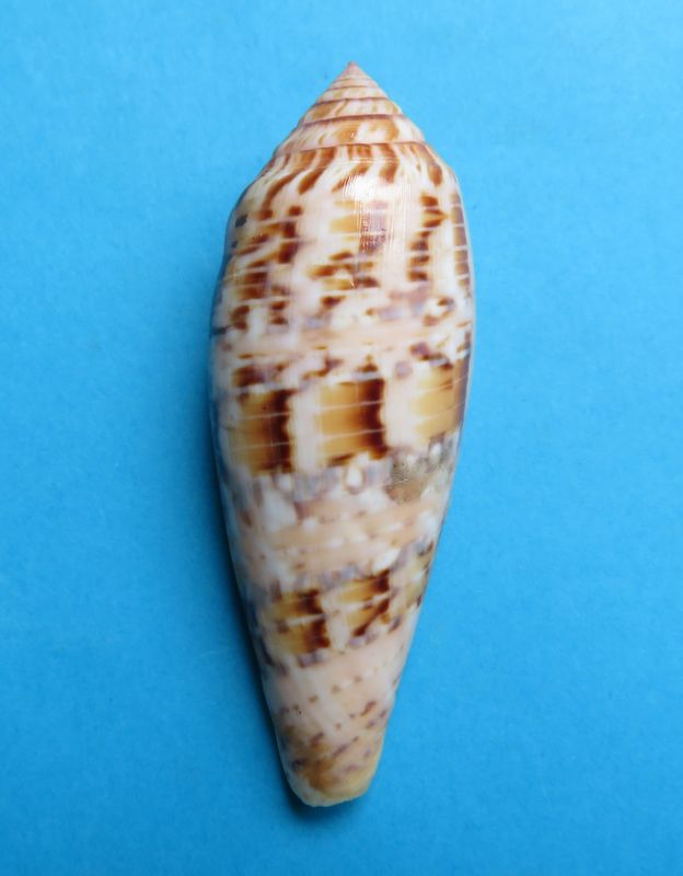 Conus (Textilia) dusaveli   Adams, H.G., 1872 C_dusa10