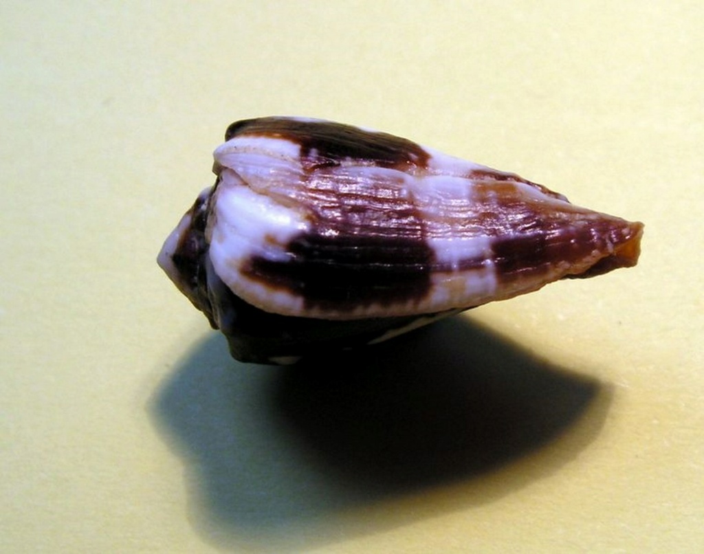 Conus (Phasmoconus) exiguus   Lamarck, 1810  C_exig12