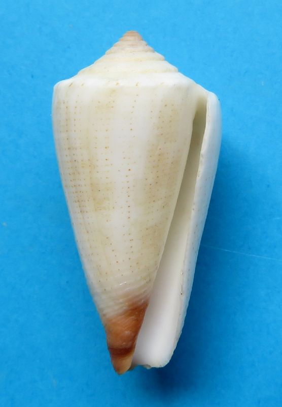 Conus (Calibanus) furvus aegrotus   Reeve, 1849 C_furv11