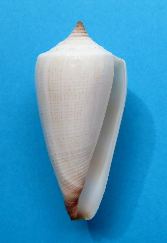 Conus (Calibanus) furvus aegrotus   Reeve, 1849 C_furv13