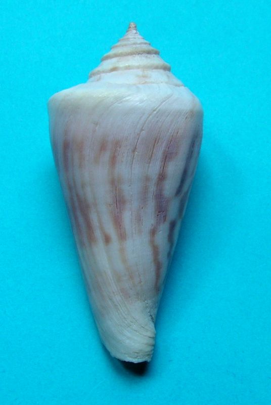 Conus (Sciteconus) gradatulus   Weinkauff, 1875 C_grad11