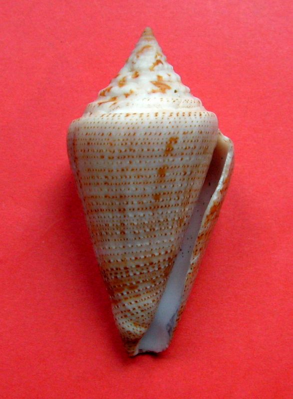 Conus (Stephanoconus) granarius   Kiener, 1847 C_gran11