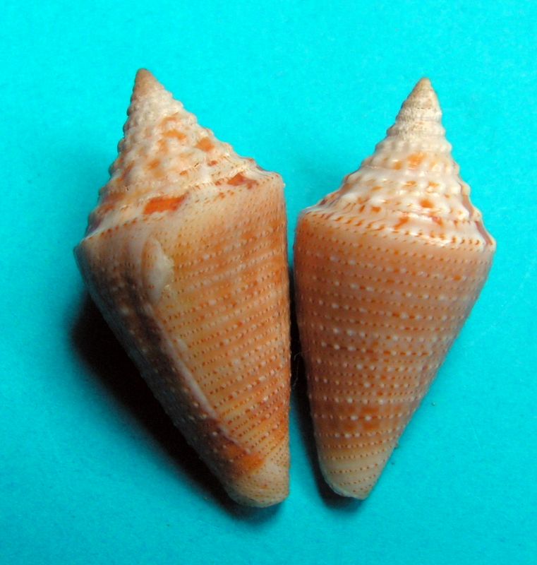 Conus (Stephanoconus) granarius   Kiener, 1847 C_gran13