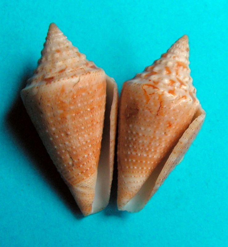 Conus (Stephanoconus) granarius   Kiener, 1847 C_gran14