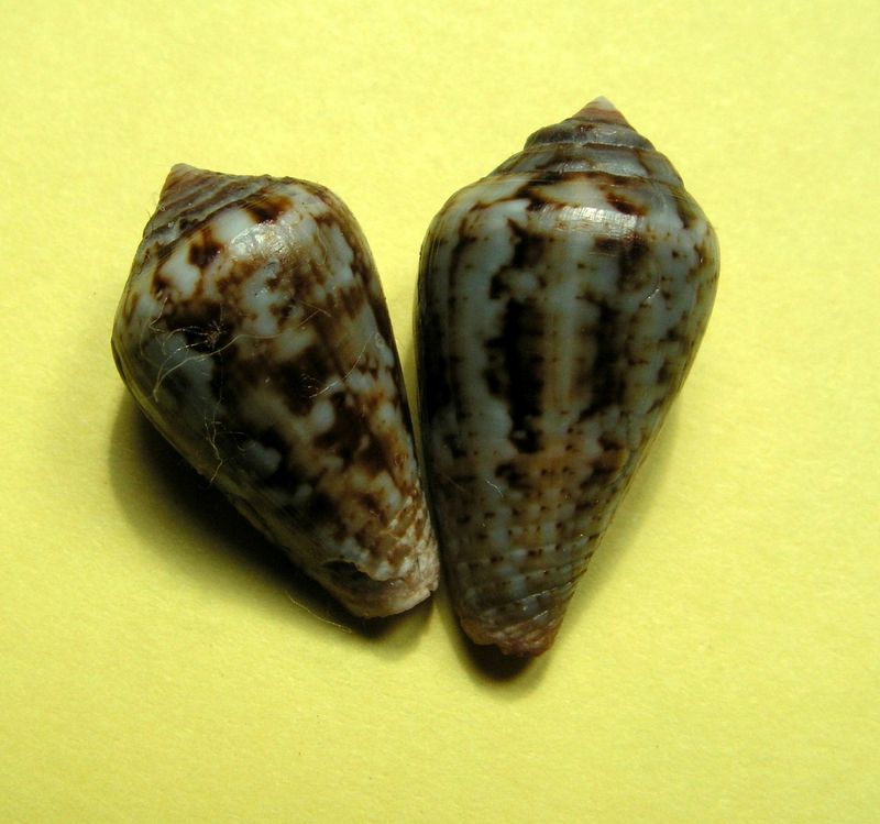 Conus (Lautoconus) guanche  Lauer, 1993 C_guan10