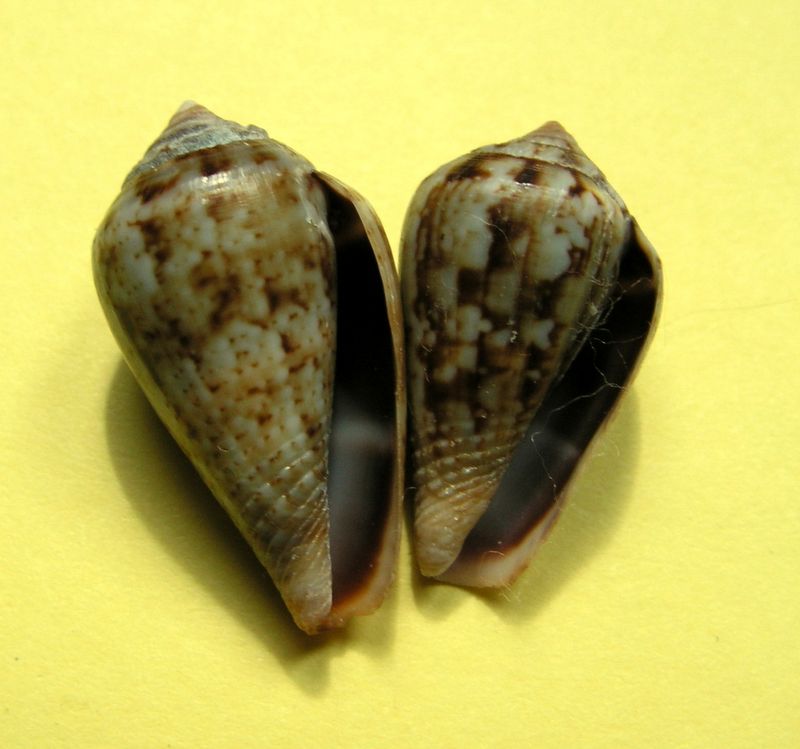 Conus (Lautoconus) guanche  Lauer, 1993 C_guan11