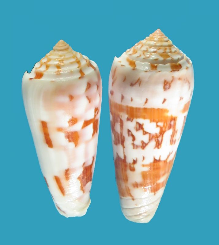 Conus (Pionoconus) gubernator veillardi   da Motta, 1990 C_gube14