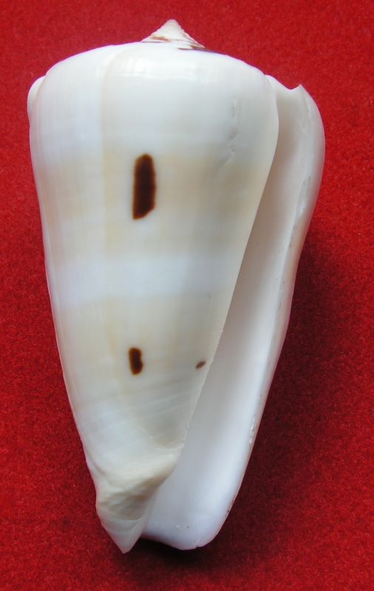 Conus (Pionoconus) leehmani da Motta & Röckel, 1982 Conus (Pio.) gubernator - Page 2 C_gubl11