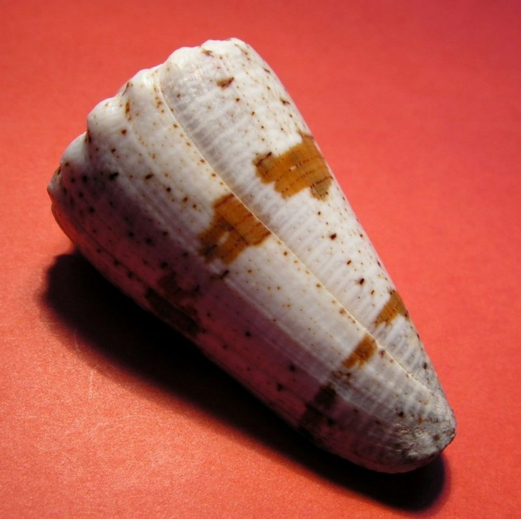 Conus (Stephanoconus) fuscatus   Born, 1778 C_impe10