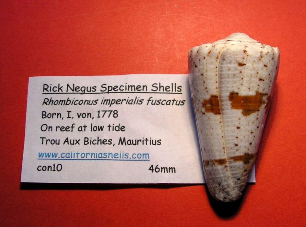 Conus (Stephanoconus) fuscatus   Born, 1778 C_impe11