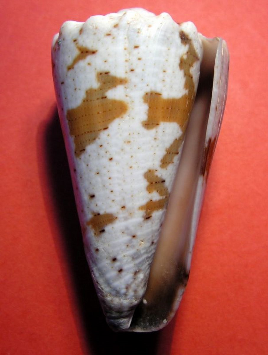 Conus (Stephanoconus) fuscatus   Born, 1778 C_impe12