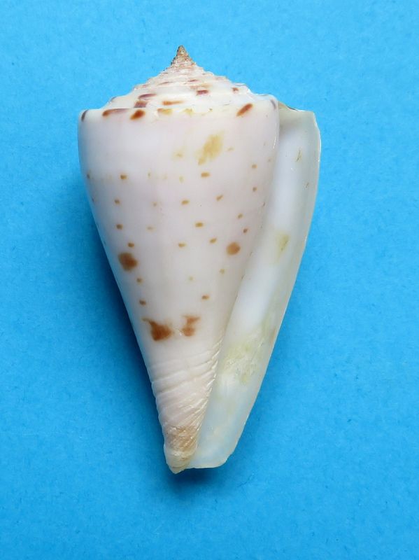 Conasprella (Endemoconus) ione (Fulton, 1938)  C_ione11