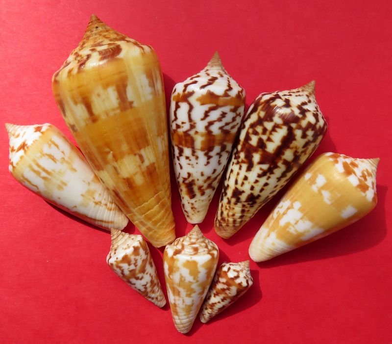 Conus (Phasmoconus) janus   Hwass in Bruguière, 1792 C_janu10