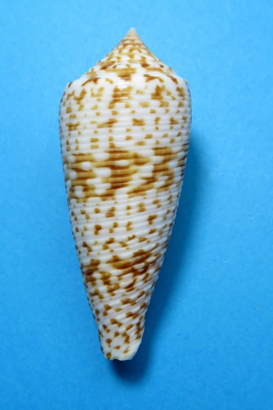 Conus (Phasmoconus) laterculatus   GB. Sowerby II, 1870 C_late10