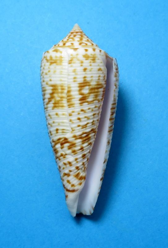 Conus (Phasmoconus) laterculatus   GB. Sowerby II, 1870 C_late11