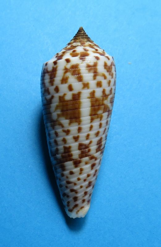 Conus (Phasmoconus) laterculatus   GB. Sowerby II, 1870 C_late13