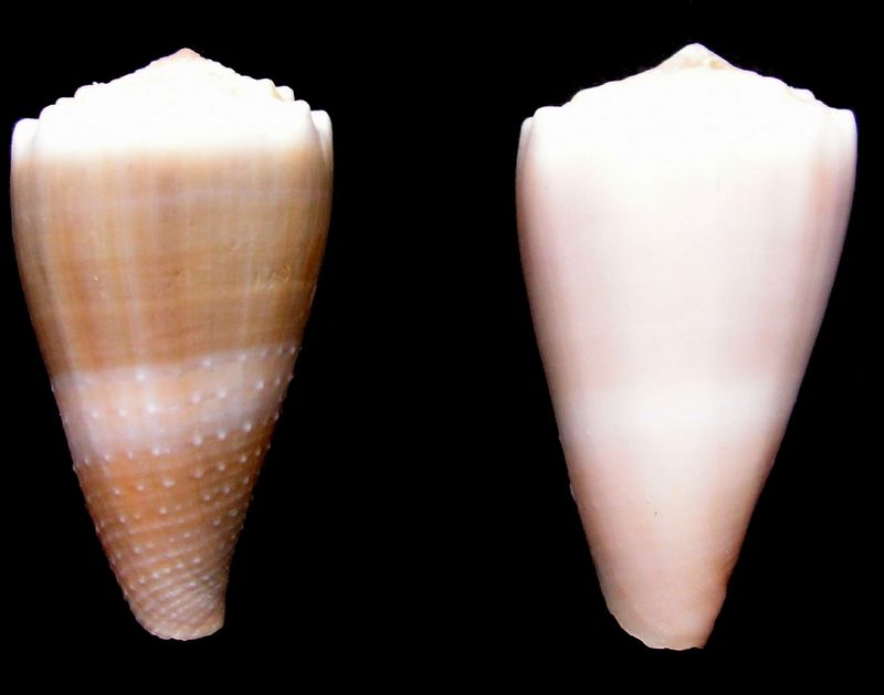 Conus (Lividoconus) lividus  Hwass in Bruguière, 1792 C_livi10