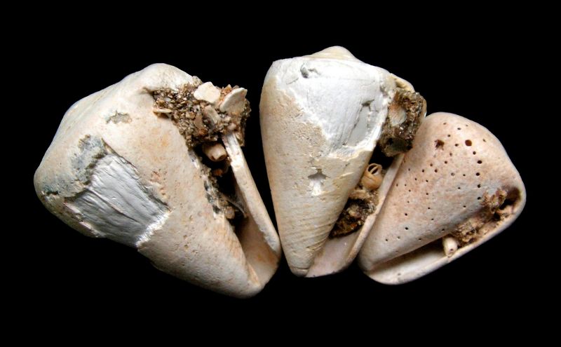 Conidae - † Conus maculosus (Grateloup, 1835) - (Sallespisse Sud-Ouest) C_macu11