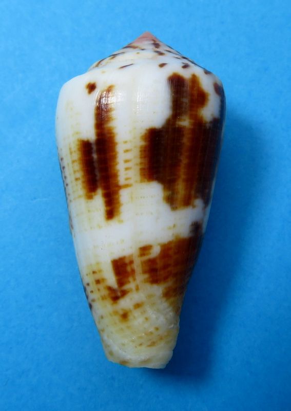 Conus (Pionoconus) magus cernohorskyi  da Motta, 1983 Conus (Pio.) magus C_magu17
