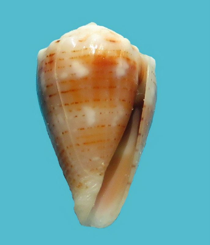 Conus (Virroconus) pascuensis (Rehder, 1980) C_mill11