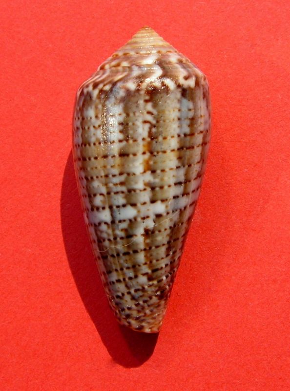Conus (Pionoconus) monachus  (Linnaeus, 1758)  C_monc13