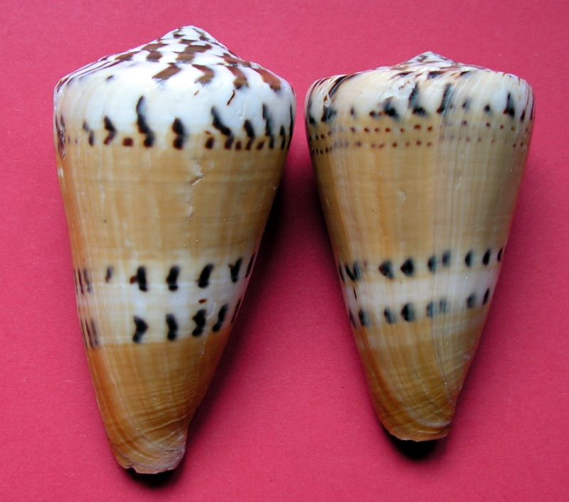 Conus (Rhizoconus) mustelinus melinus,   Shikama 1964 C_must14