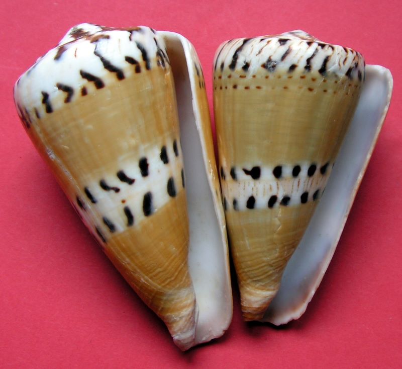 Conus (Rhizoconus) mustelinus melinus,   Shikama 1964 C_must15