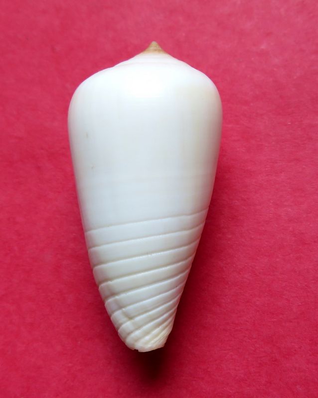Conus (Phasmoconus) parius  Reeve, 1844 C_pari10