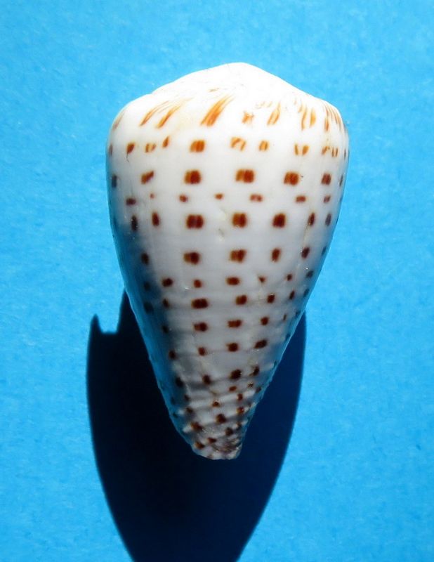 Conus (Harmoniconus) parvatus Walls, 1979 C_parv12