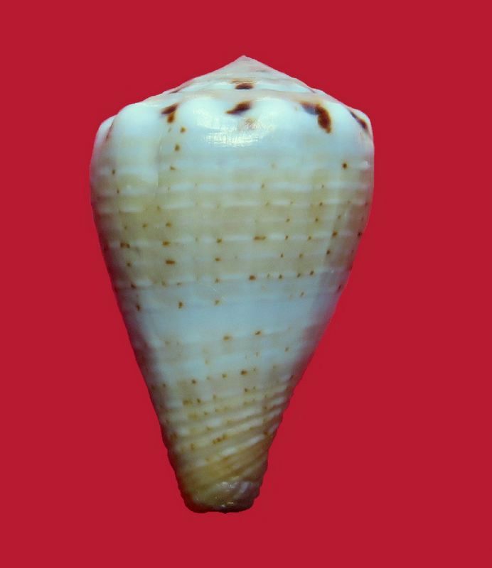 Conus (Splinoconus) parvulus (Link, 1807) C_parv14