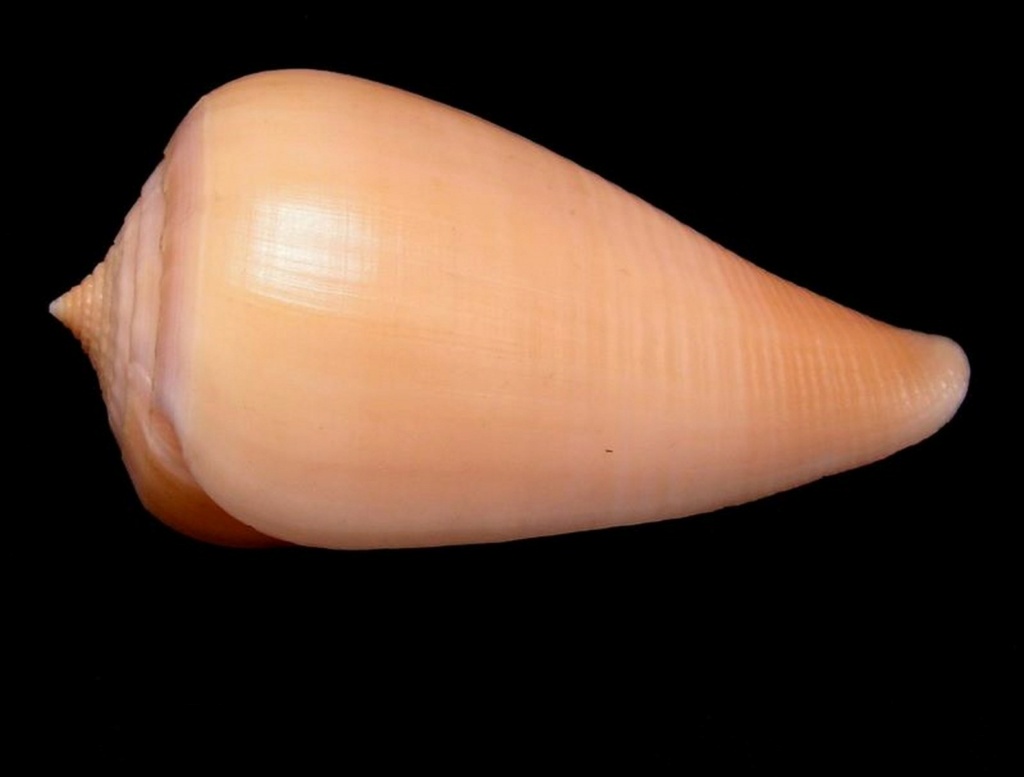 Conus deperditus - Pyruconus patricius (Hinds, 1843) C_patr10