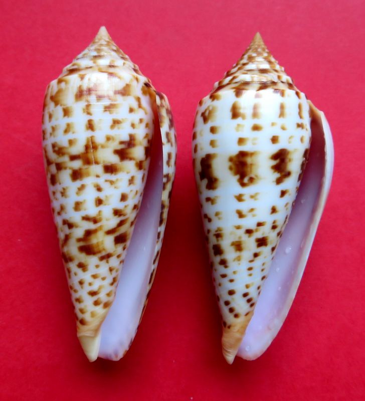 Conus (Phasmoconus) pretiosus  G. Nevill & H. Nevill, 1874 C_phuk11
