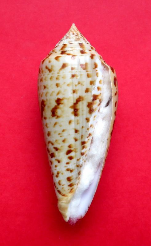 Conus (Phasmoconus) pretiosus  G. Nevill & H. Nevill, 1874 C_phuk13