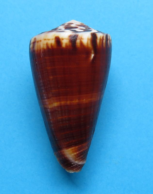Conus (Strategoconus) planorbis   Born, 1778  C_plan12