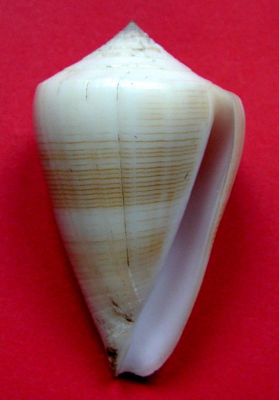 Conus (Lividoconus) quercinus  [Lightfoot], 1786 - Page 4 C_quer16