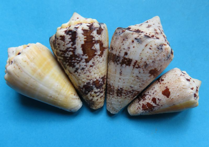 Conus (Stephanoconus) regius citrinus  (Gmelin, 1791) C_regi17