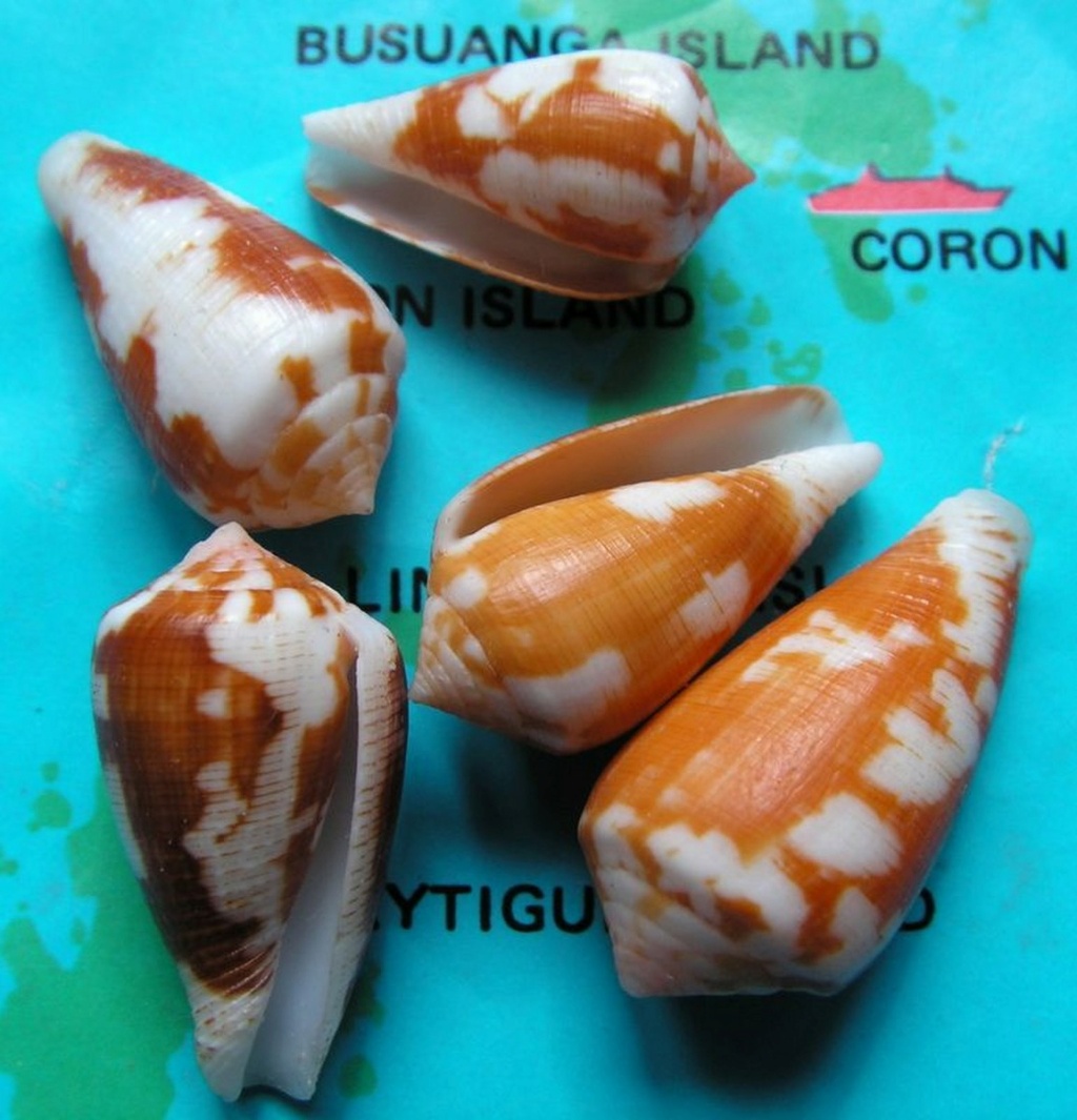 Conus (Pionoconus) robini  Limpalaer & Monnier 2012 C_robi11