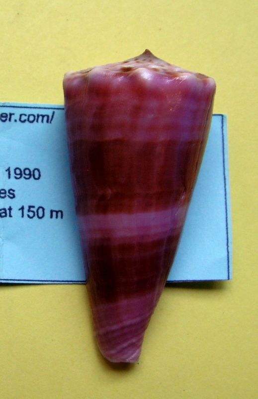 Conus (Splinoconus) roseorapum Raybaudi & da Motta, 1990 C_rose10