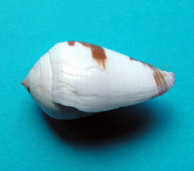 Conus (Leporiconus) scabriusculus  Dillwyn, 1817 C_scab10