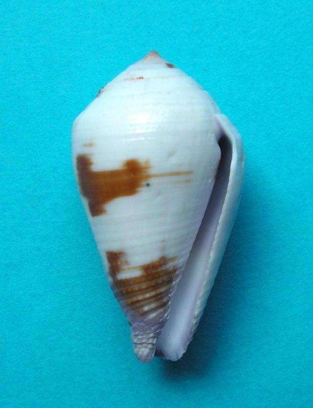 Conus (Leporiconus) scabriusculus  Dillwyn, 1817 C_scab12