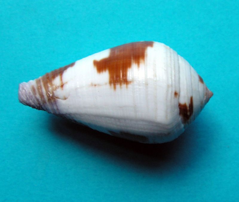 Conus (Leporiconus) scabriusculus  Dillwyn, 1817 C_scab14