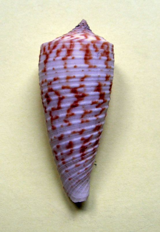 Conus (Phasmoconus) laterculatus   GB. Sowerby II, 1870 C_scul10